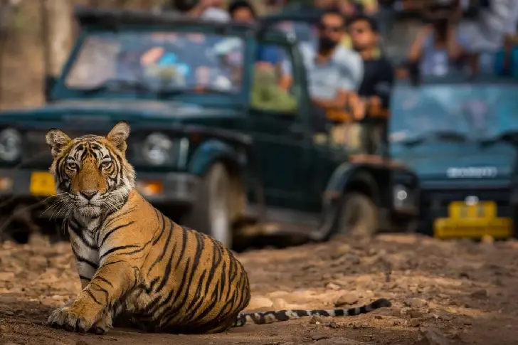 Jaipur to Ranthambore Tour Taxi